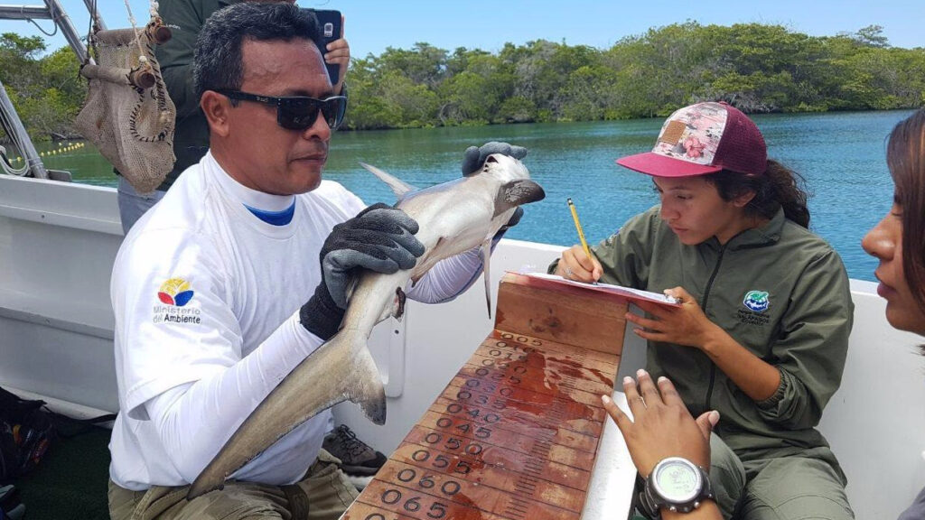 Una ‘guardería’ natural de tiburones martillo da esperanzas a Galápagos