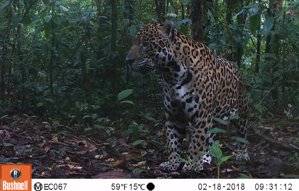 Los comuneros del Cuyabeno le ‘retratan’ al jaguar de la Amazonía