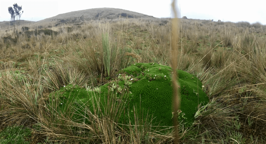 La WWF exhorta a proteger las fuentes de agua de Quimsacocha