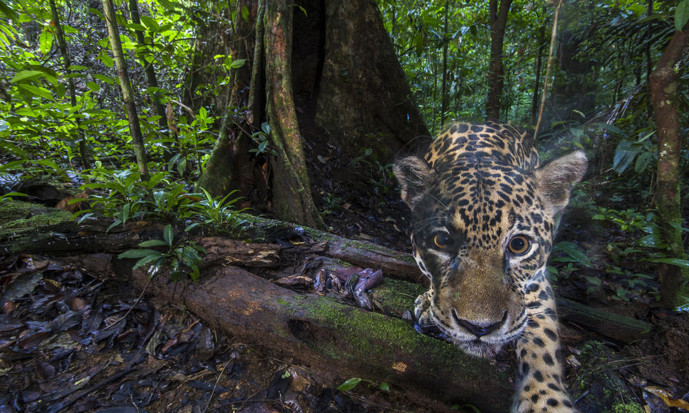 2.000 jaguares, ‘amos’ de la selva en la frontera Ecuador-Colombia-Perú