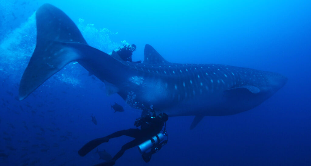 Galápagos es uno de los últimos refugios de tiburones en la Tierra
